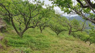 다온아띠농원 장현호님의 자유주제 · 자유게시판 작성글 사진