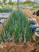 팜모닝 그곳에서 농사하게 된 계기는?·참여글 게시글 이미지