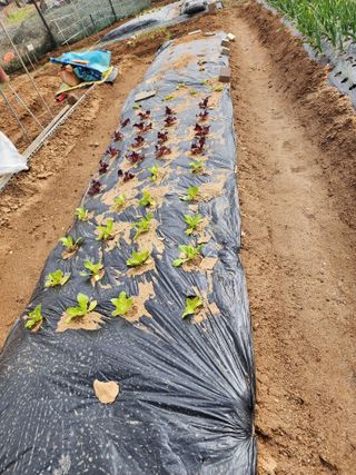 최복만님의 그곳에서 농사하게 된 계기는? · 참여글 작성글 사진