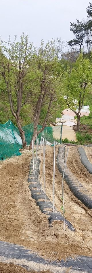 해안로님의 그곳에서 농사하게 된 계기는? · 참여글 작성글 사진