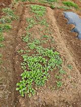 팜모닝 기타작물·병해충상담 게시글 이미지