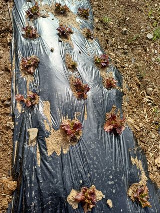 건달농사꾼정영수님의 그곳에서 농사하게 된 계기는? · 참여글 작성글 사진