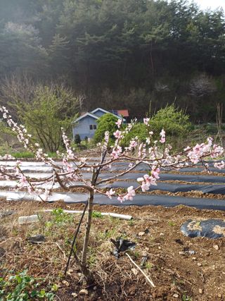 건달농사꾼정영수님의 그곳에서 농사하게 된 계기는? · 참여글 작성글 사진