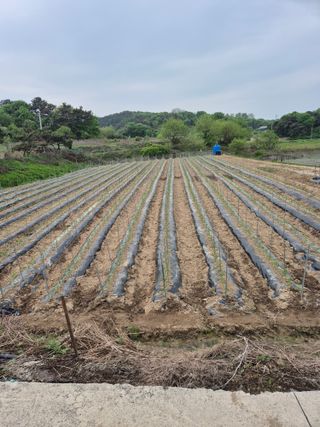 송광만님의 고추 · 파종•정식 작성글 사진