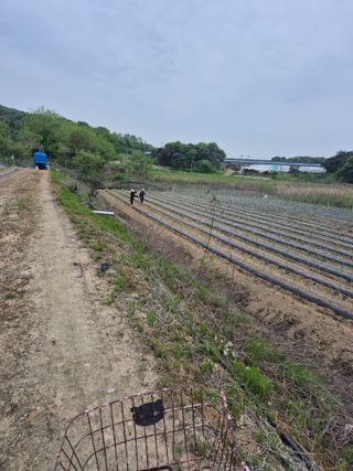 송광만님의 고추 · 파종•정식 작성글 사진