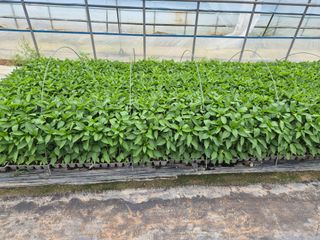 송광만님의 고추 · 파종•정식 작성글 사진