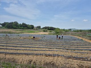 송광만님의 고추 · 파종•정식 작성글 사진