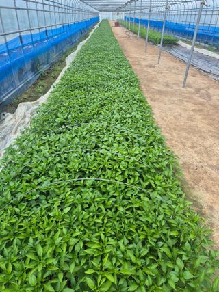 송광만님의 고추 · 파종•정식 작성글 사진