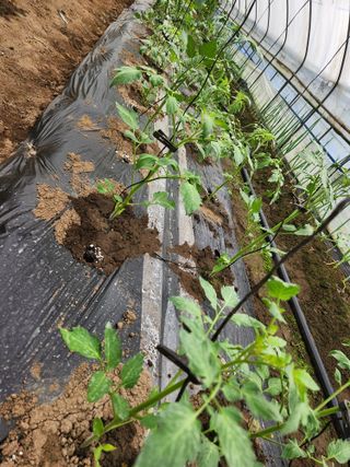 갑돌이님의 자유주제 · 자유게시판 작성글 사진