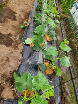 갑돌이님의 자유주제 · 자유게시판 작성글 사진