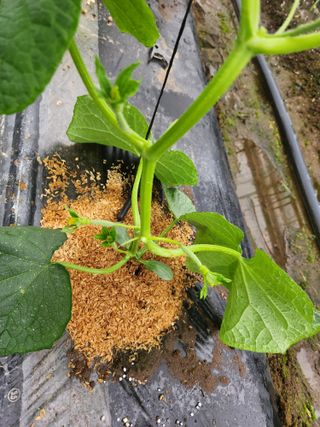 갑돌이님의 자유주제 · 자유게시판 작성글 사진