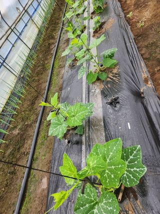 갑돌이님의 자유주제 · 자유게시판 작성글 사진