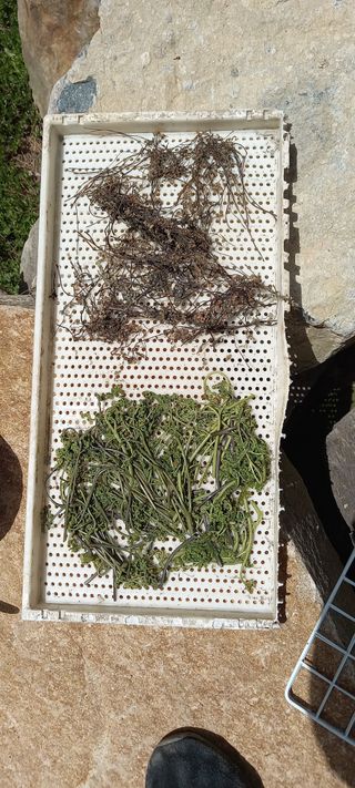 블루베리13935님의 그곳에서 농사하게 된 계기는? · 참여글 작성글 사진