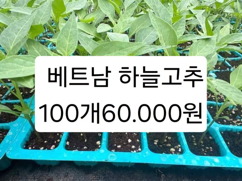 장터 상품 [하늘고추 자색마 공심재 카사바 왕토란 타로 히카마 모종 있습니다] 썸네일