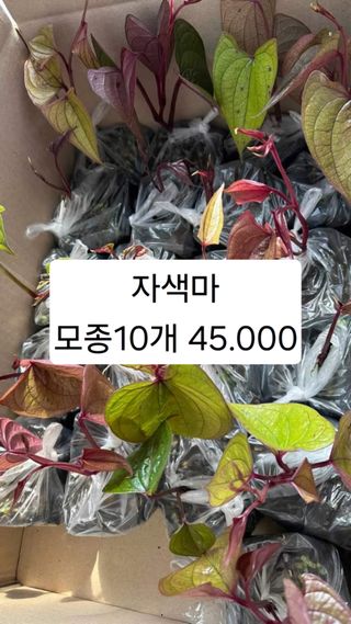 공심채님의 작성글 사진