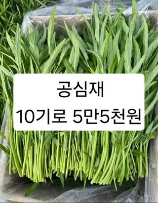 공심채님의 작성글 사진