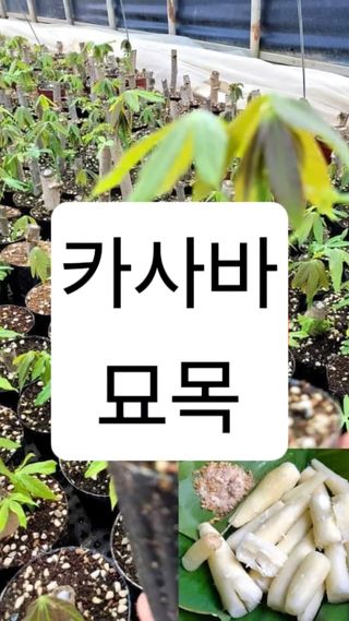 공심채님의 작성글 사진