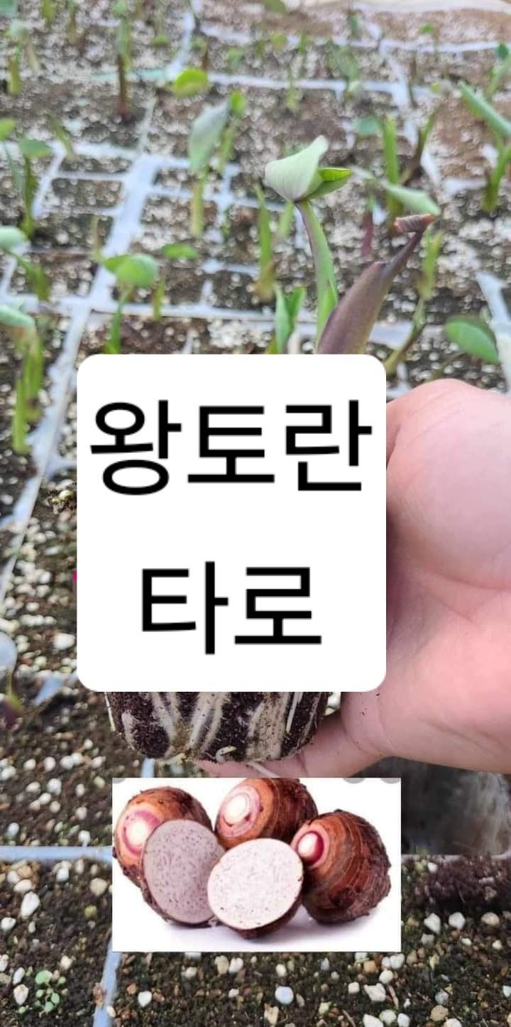 공심채님의 장터 판매 상품 [하늘고추 자색마 공심재 카사바 왕토란 타로 히카마 모종 있습니다] 첨부 사진