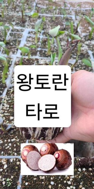 공심채님의 작성글 사진