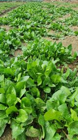 팜모닝 자유주제·사진전 게시글 이미지