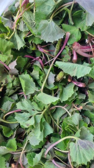 장순연(부경농원)님의 자유주제 · 사진전 작성글 사진