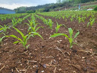 김판균님의 옥수수 · 자유게시판 작성글 사진
