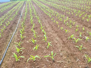 김판균님의 옥수수 · 자유게시판 작성글 사진