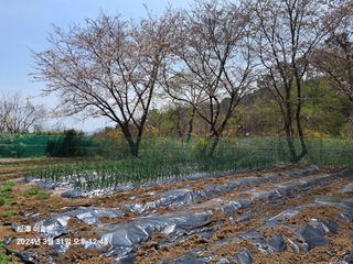 이효순님의 그곳에서 농사하게 된 계기는? · 참여글 작성글 사진