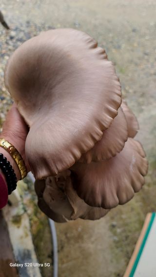 한신희님의 그곳에서 농사하게 된 계기는? · 참여글 작성글 사진