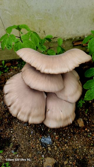 한신희님의 그곳에서 농사하게 된 계기는? · 참여글 작성글 사진