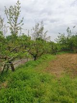 팜모닝 사과·영농일지 게시글 이미지