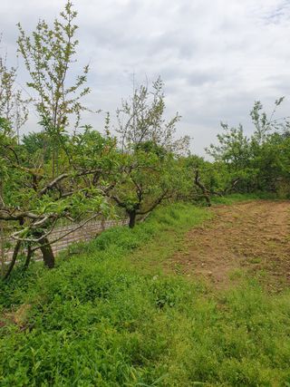 두릅나무17730님의 사과 · 영농일지 작성글 사진