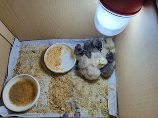 천안님의 자유주제 · 자유게시판 작성글 사진