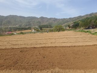 신태식님의 고구마 · 영농일지 작성글 사진