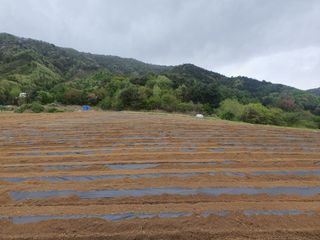 신태식님의 고구마 · 영농일지 작성글 사진