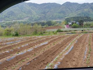 신태식님의 고구마 · 영농일지 작성글 사진