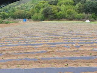 신태식님의 고구마 · 영농일지 작성글 사진