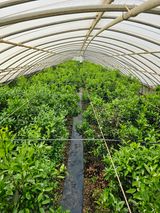 팜모닝 그곳에서 농사하게 된 계기는?·참여글 게시글 이미지