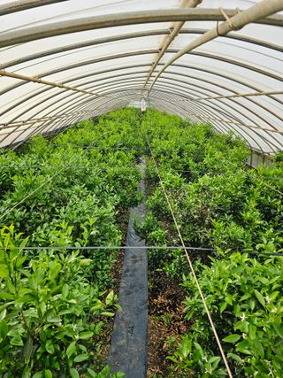 예준예성빠님의 그곳에서 농사하게 된 계기는? · 참여글 작성글 사진