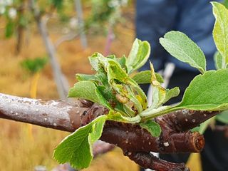 사과짱님의 사과 · 병해충상담 작성글 사진