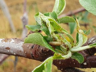 사과짱님의 사과 · 병해충상담 작성글 사진