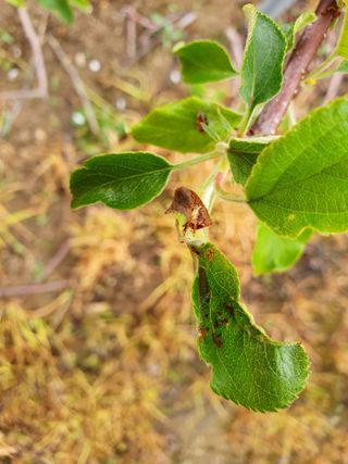 사과짱님의 사과 · 병해충상담 작성글 사진