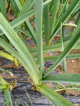 팜모닝 마늘·병해충상담 게시글 이미지