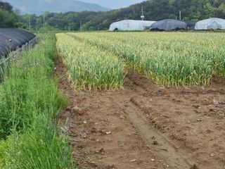 정영기대산축산농부♡님의 벼 · 영농일지 작성글 사진