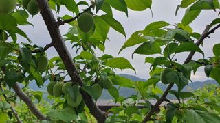 다온아띠농원 장현호님의 자유주제 · 자유게시판 작성글 사진