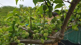 다온아띠농원 장현호님의 자유주제 · 자유게시판 작성글 사진