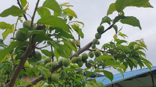 다온아띠농원 장현호님의 자유주제 · 자유게시판 작성글 사진