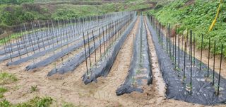 현촌에서님의 자유주제 · 자유게시판 작성글 사진