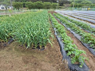 텃밭사랑님의 자유주제 · 자유게시판 작성글 사진