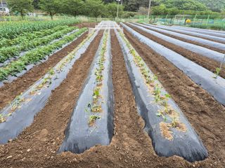 텃밭사랑님의 자유주제 · 자유게시판 작성글 사진